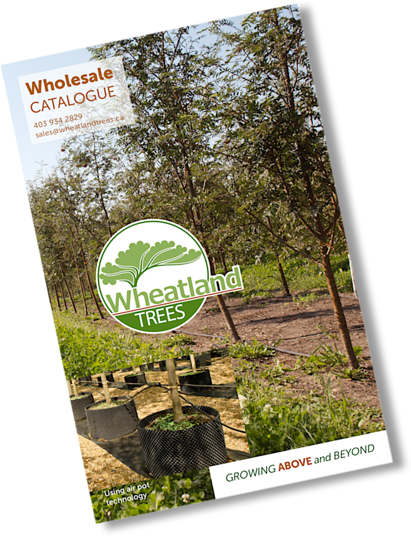 Wheatland Trees Wholesale Catalogue - Flyer Clipart (841x1096), Png Download