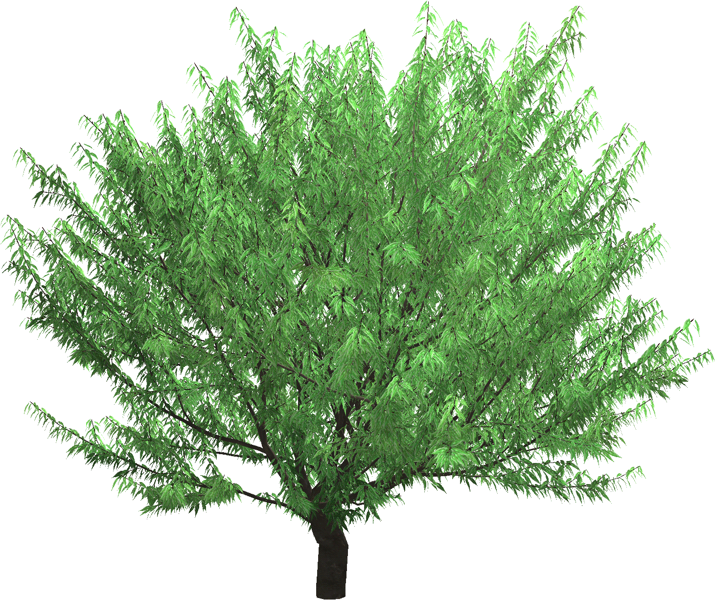 3d Plant Models - Mexican Pinyon Clipart (2048x2048), Png Download