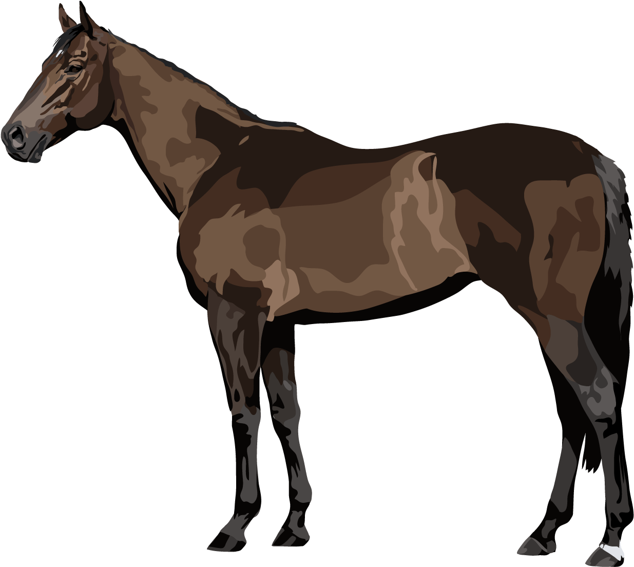 Thoroughbred Horse Parts Of A Horse Blanket Clipart Large Size Png Image PikPng