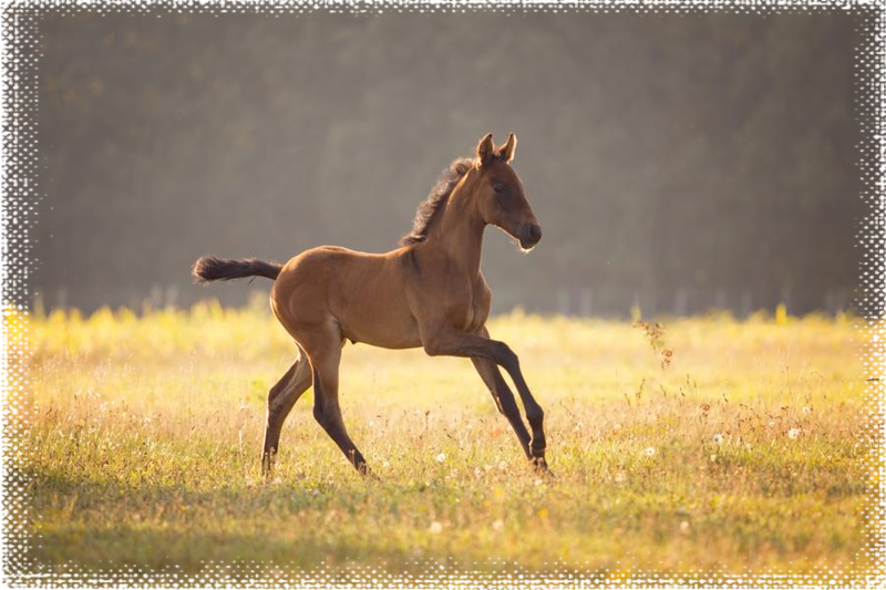 Pre Pferdezucht Pulverhof Horses, Baby Horses - Sorrel Clipart (800x533), Png Download
