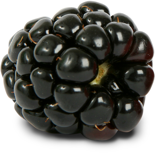 Blackberry Nutrition, Blackberry Recipes, How To Store - Black Raspberries Clipart (1000x1000), Png Download
