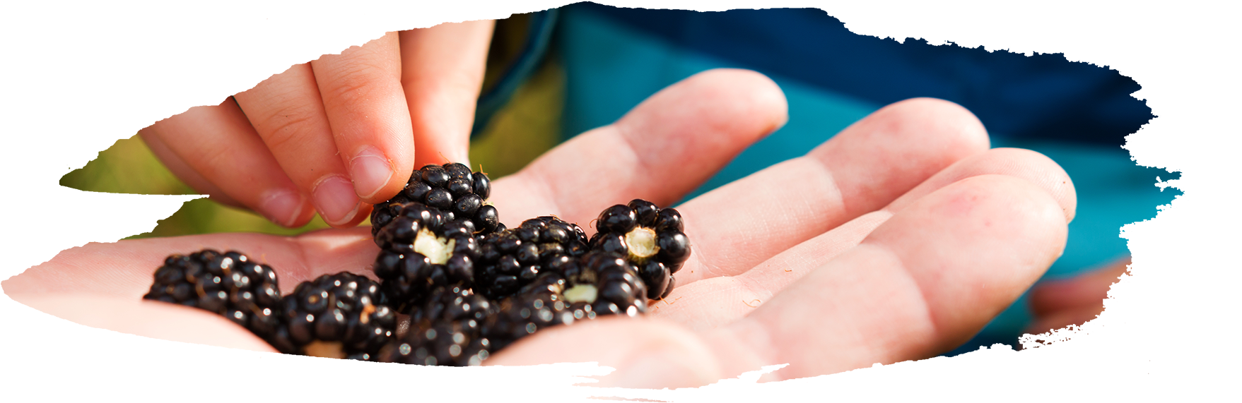 Both Are A Dark Purple/black Color, But Blackberries - Seedless Fruit Clipart (1757x571), Png Download