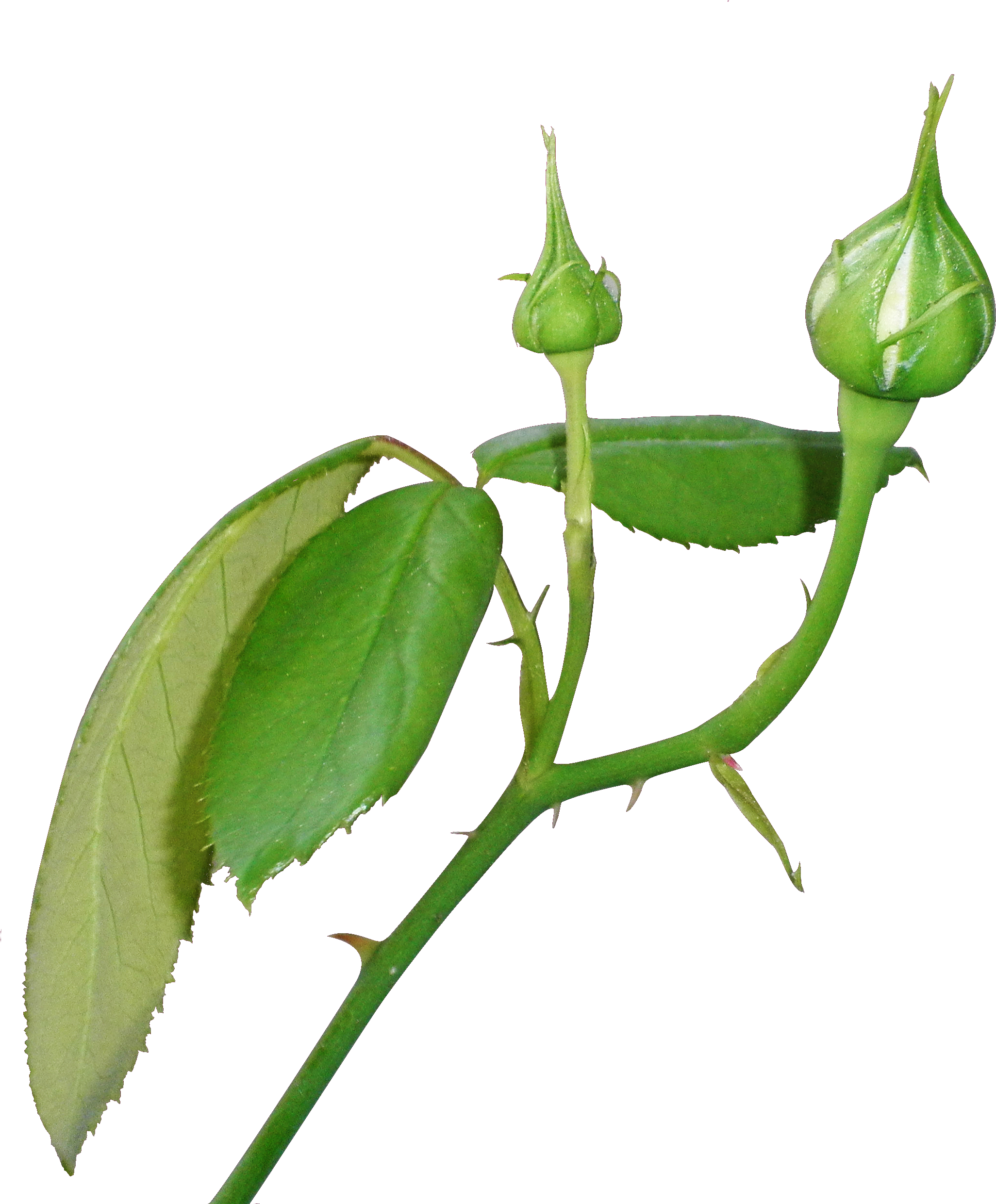 Rose Bud Png 414246 - Rose Bud Png Clipart (2320x2480), Png Download
