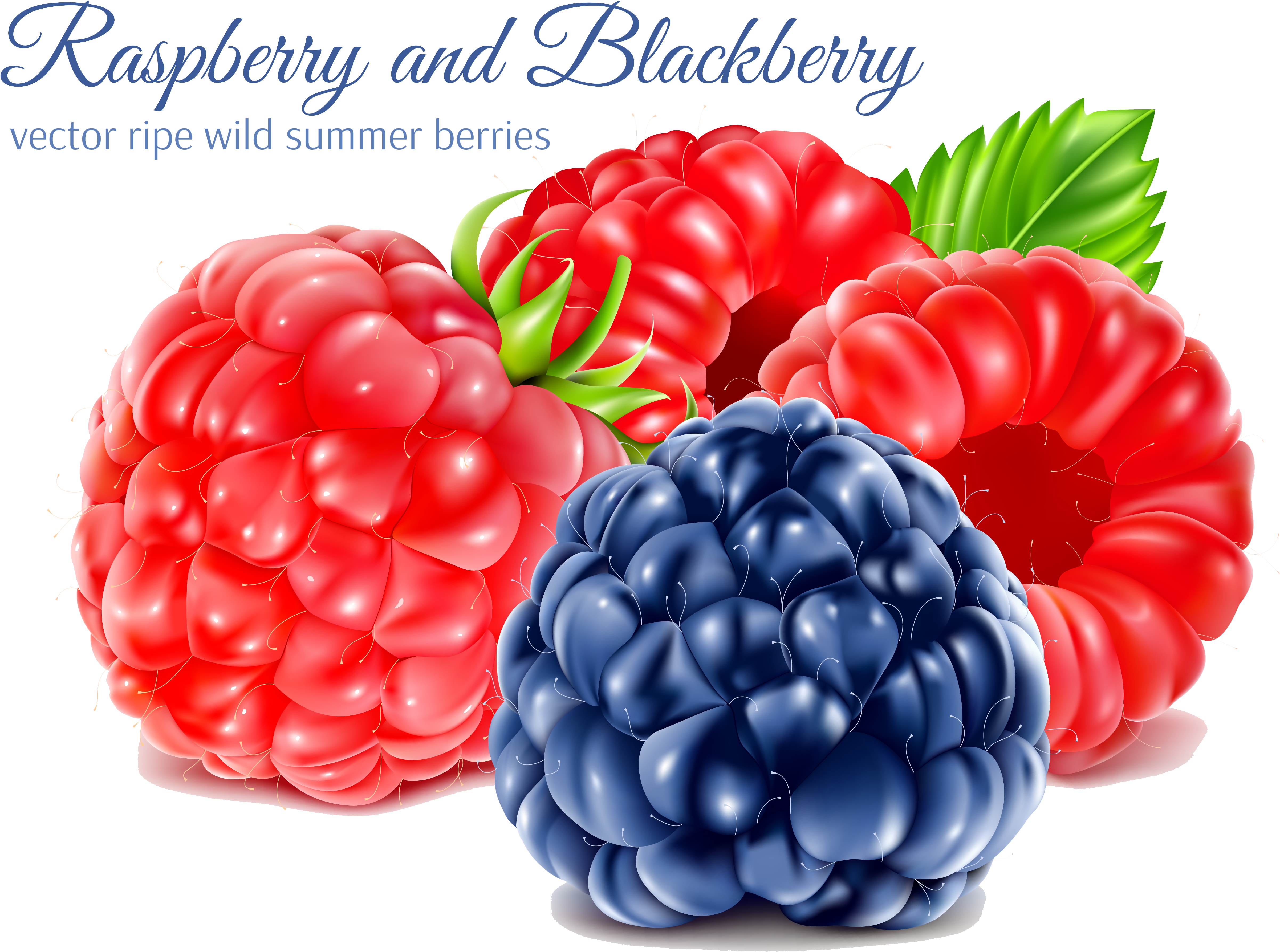 Png Royalty Free Download Juice Blackberry Transprent - Raspberry Clipart (5239x3983), Png Download