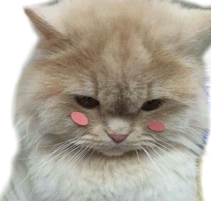 Blush Shy Cat Pretty - Cute Cats Tumblr Aesthetic Clipart (719x684), Png Download