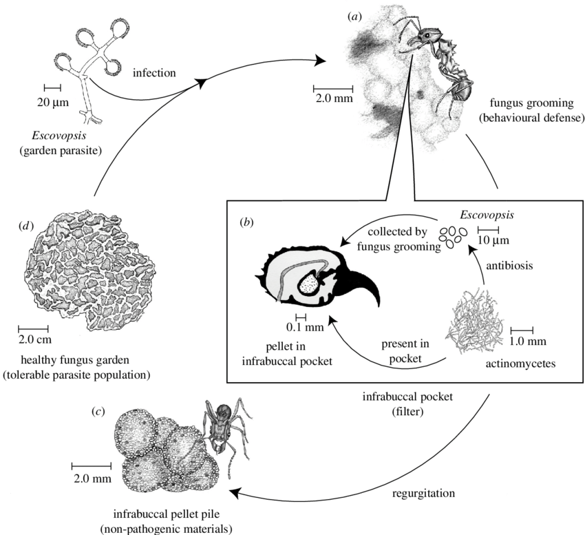 Fungus Drawing Infection - Infrabuccal Pocket Clipart (850x777), Png Download