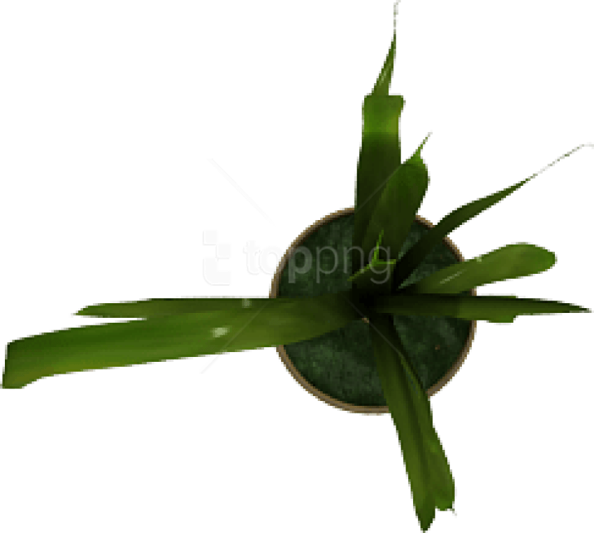 Free Png Plant Png Images Transparent - Diplocaulobium Clipart (850x763), Png Download