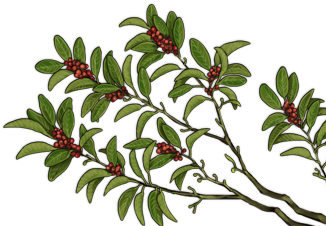 Houseplant Clipart (640x500), Png Download