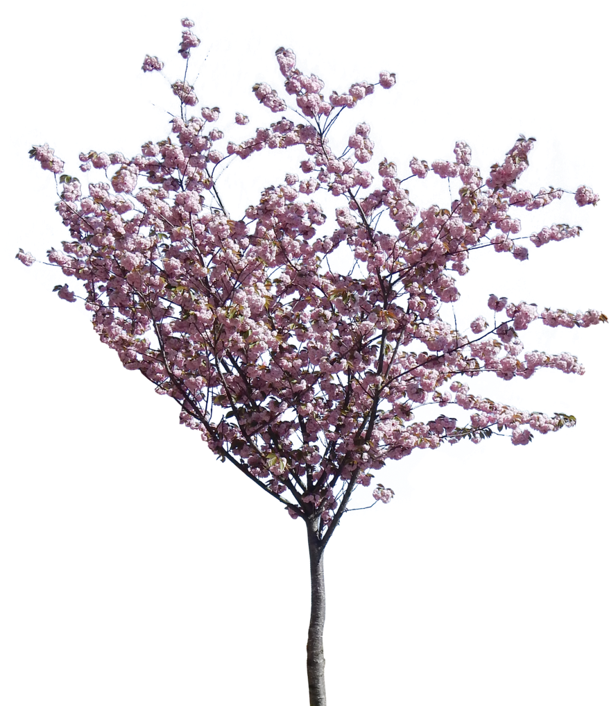 Photo Small Cherry Blossom Zpsntaimyjr - Cherry Blossom Png Tree Clipart (949x1024), Png Download