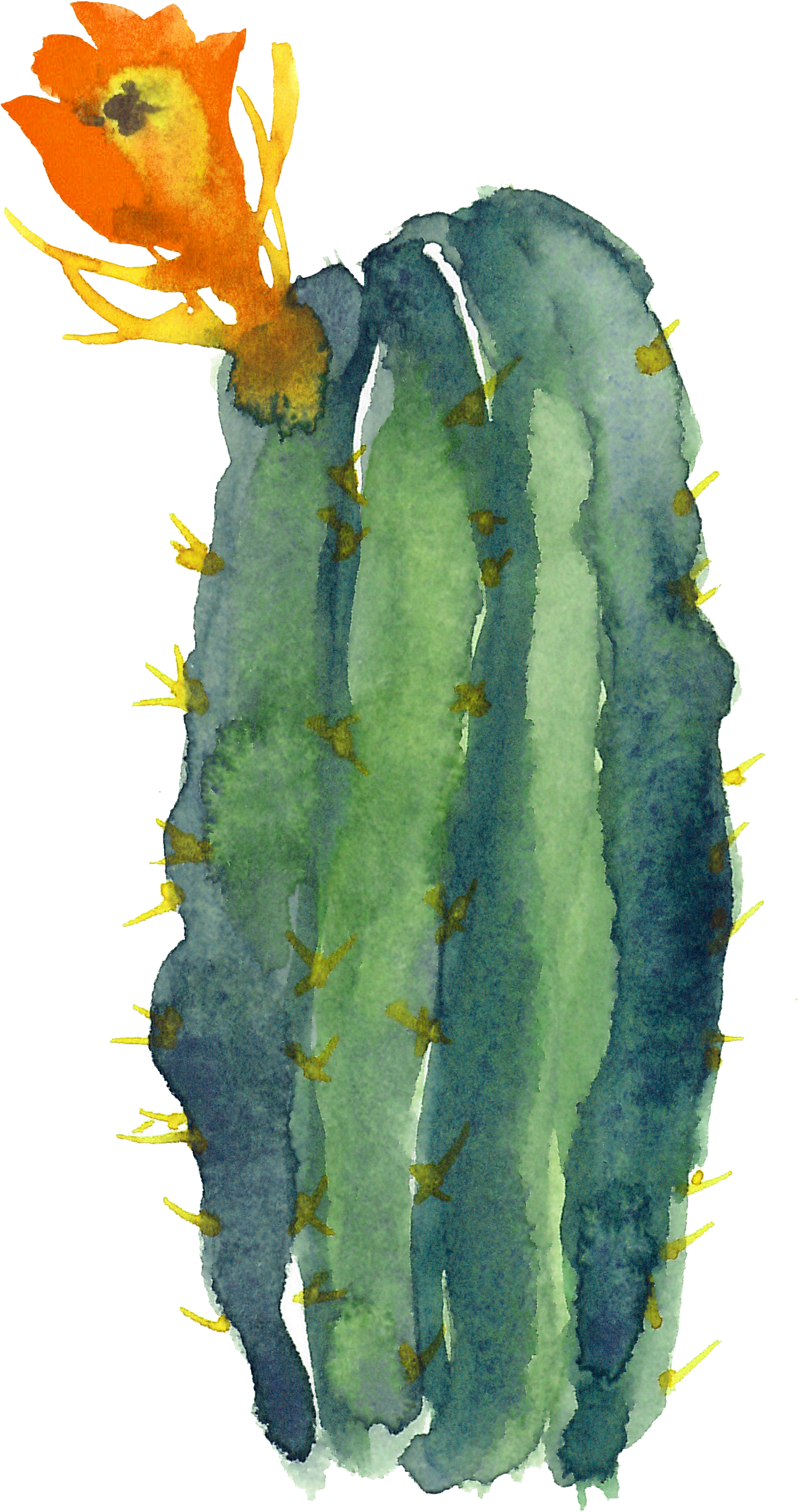 Cactaceae Watercolor A - Watercolor Cactus Clipart Transparent - Png Download (1293x2450), Png Download
