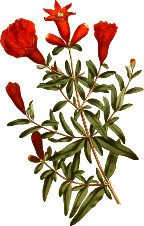 Pomegranate Cut Flowers Tree Petal - Petal Clipart (477x750), Png Download