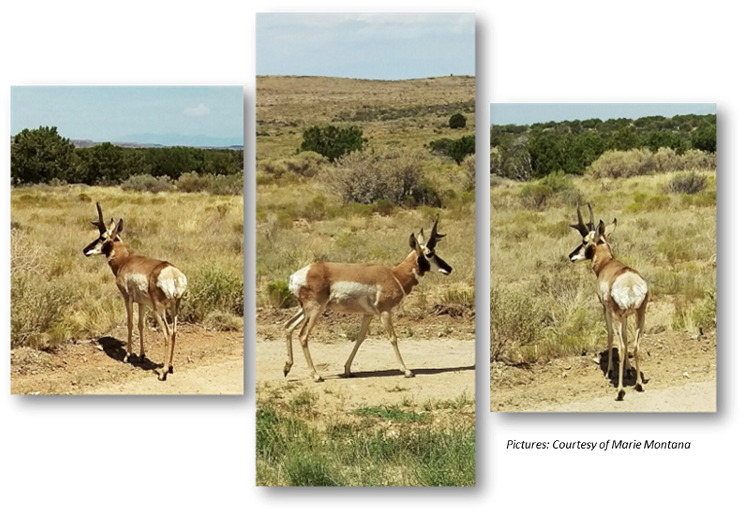 Pronghorn, Anetelope, Hualapai, Hunting - Gazelle Clipart (743x511), Png Download