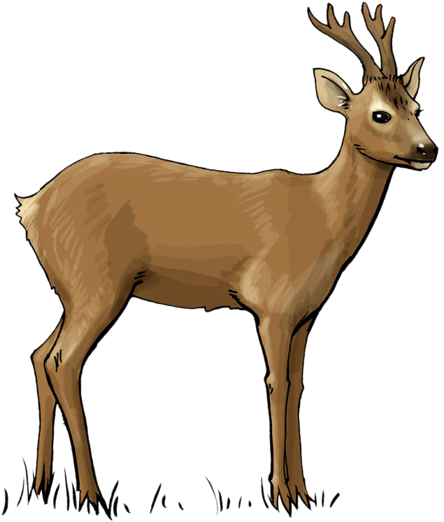Deer Free To Use Clip Art - Roe Deer Clipart - Png Download (738x784), Png Download