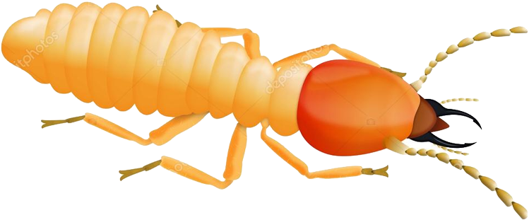 Termite Clipart (800x470), Png Download