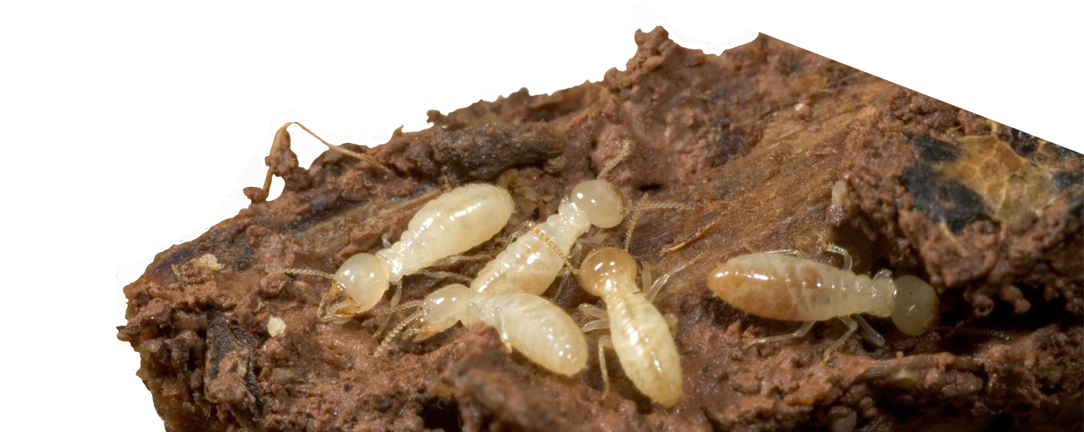 Termites Termite Damage Termite Treatment Exterminator - Termite Bugs Clipart (1222x443), Png Download