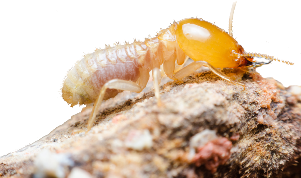 It Takes A Good Understanding Of Building And Slab - Termite Up Close Clipart (1024x678), Png Download