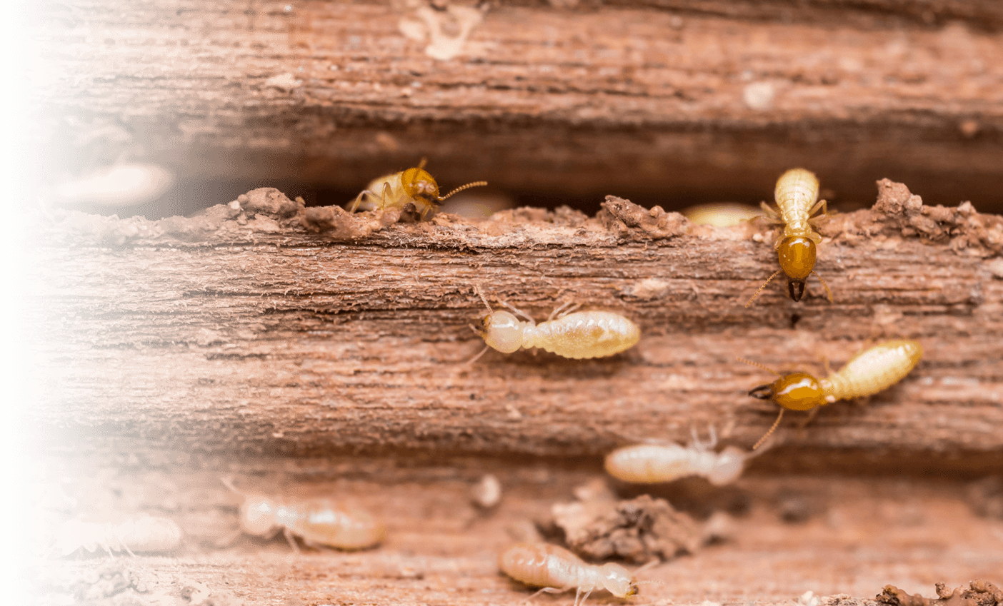 If You Notice Something That Doesn't Seem Quite Right, - Termites Tucson Clipart (1404x849), Png Download