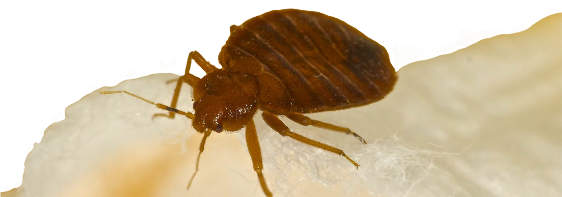 Bed Bugs Bed Bug Treatment Hotel Motel Apartment Exterminator - Termite Bug Clipart (1222x443), Png Download
