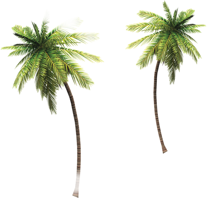 Different From Everything You Can Expect Of A Vodka - Attalea Speciosa Clipart (684x653), Png Download