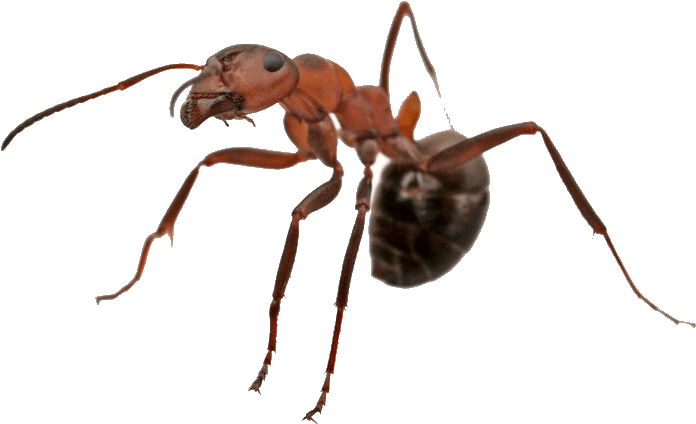 Termite Inspection & Pest Control Camarillo - Carpenter Ant Clipart (756x474), Png Download