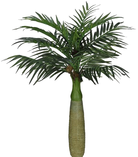 1/13 - Palm Cataractarum Clipart (585x544), Png Download