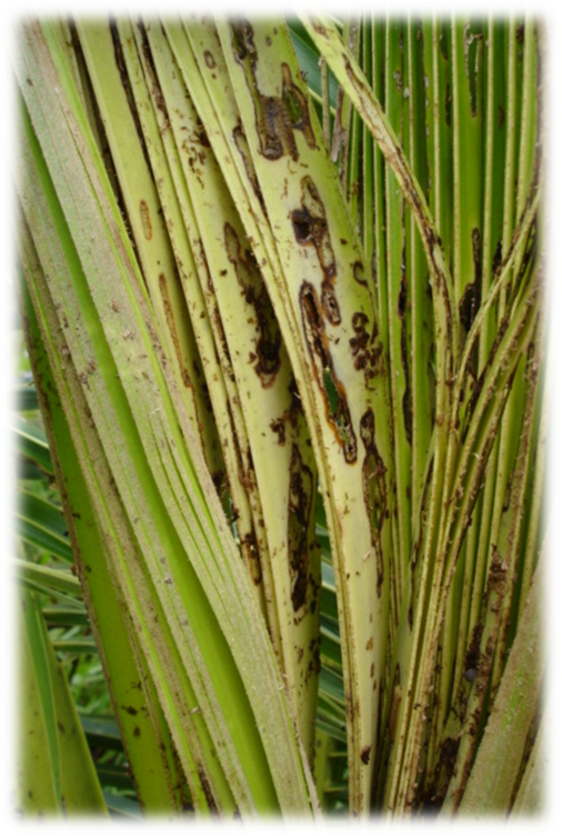 Dano Causado Pela Barata Coraliomela Brunnea Na Folha - Pond Pine Clipart (506x752), Png Download
