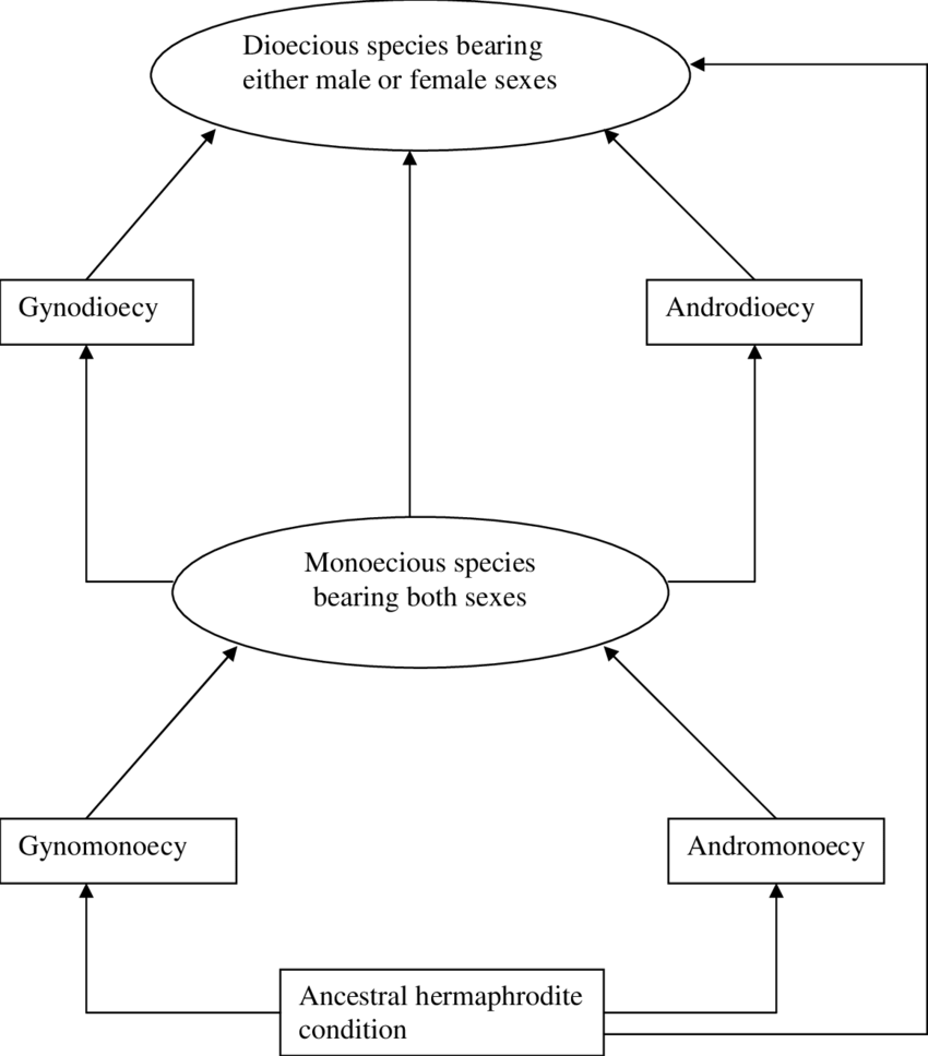 Possible Evolution Of Floral Sexes In Commiphora Species - Circle Clipart (850x968), Png Download