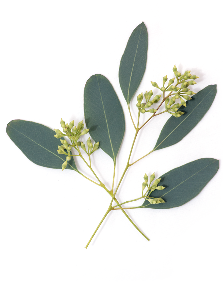 Eucalyptus Eucalyptus - Transparent Eucalyptus Png Clipart (729x925), Png Download