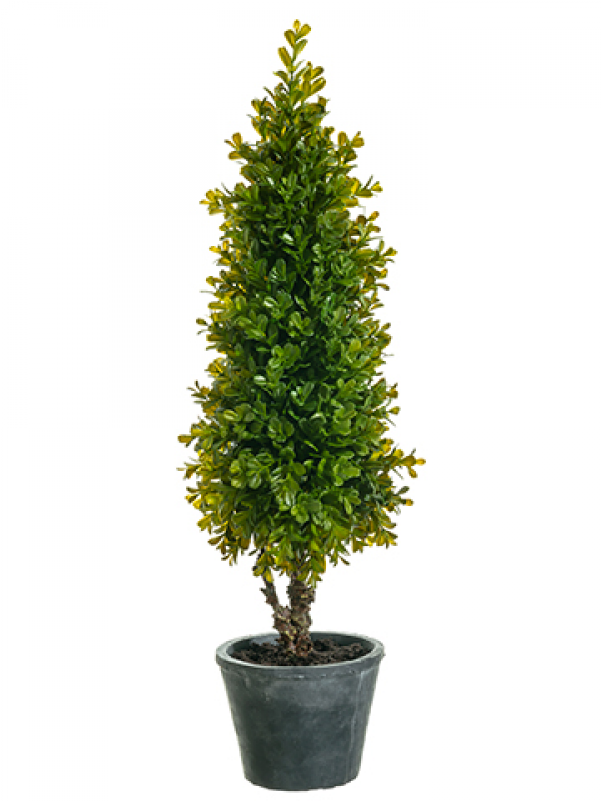 28" Boxwood Topiary In Pot Green - Houseplant Clipart (800x800), Png Download