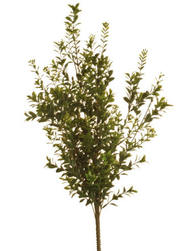 Houseplant Clipart (1000x1000), Png Download