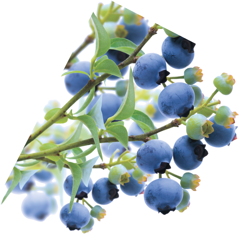 Speedwagon, The Marshall Tucker Band, Blue Öyster Cult, - Seedless Fruit Clipart (1178x1120), Png Download