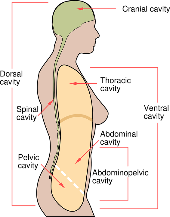Awesome Human Body Diagram Free Vector Graphic On Pixabay - Cavities Of Human Body Clipart (565x720), Png Download