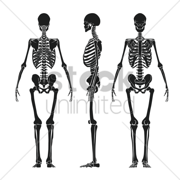 Human Skeleton Png - Human Skeleton Vector Png Clipart (600x600), Png Download