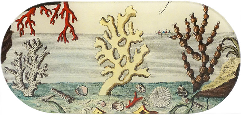 Skateboard Deck Clipart (800x800), Png Download