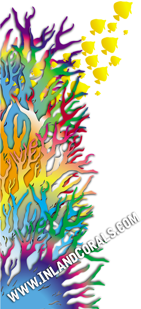 Inland Corals - Illustration Clipart (499x1070), Png Download