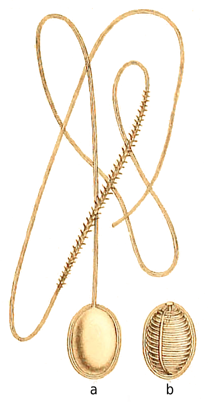 Report On Certain Hydroid, Alcyonarian, And Madreporarian - Earrings Clipart (424x798), Png Download