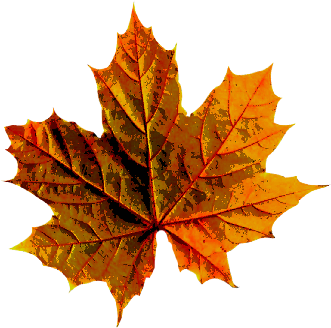 Forest, Autumn, Leaves, Color, Nature - Autumn Leave Clipart (1100x1093), Png Download