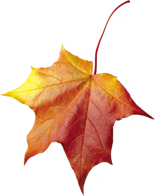 Imágenes Png De Otoño - Autumn Leaf Clipart (500x632), Png Download