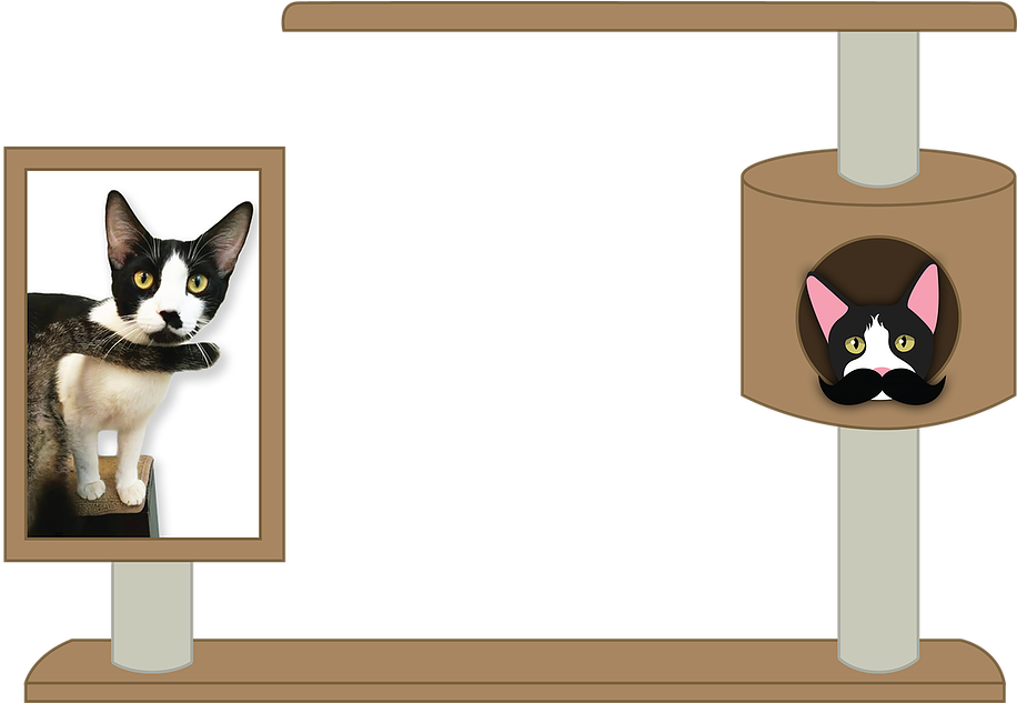 My Name Is Bigotes - Domestic Short-haired Cat Clipart (969x632), Png Download