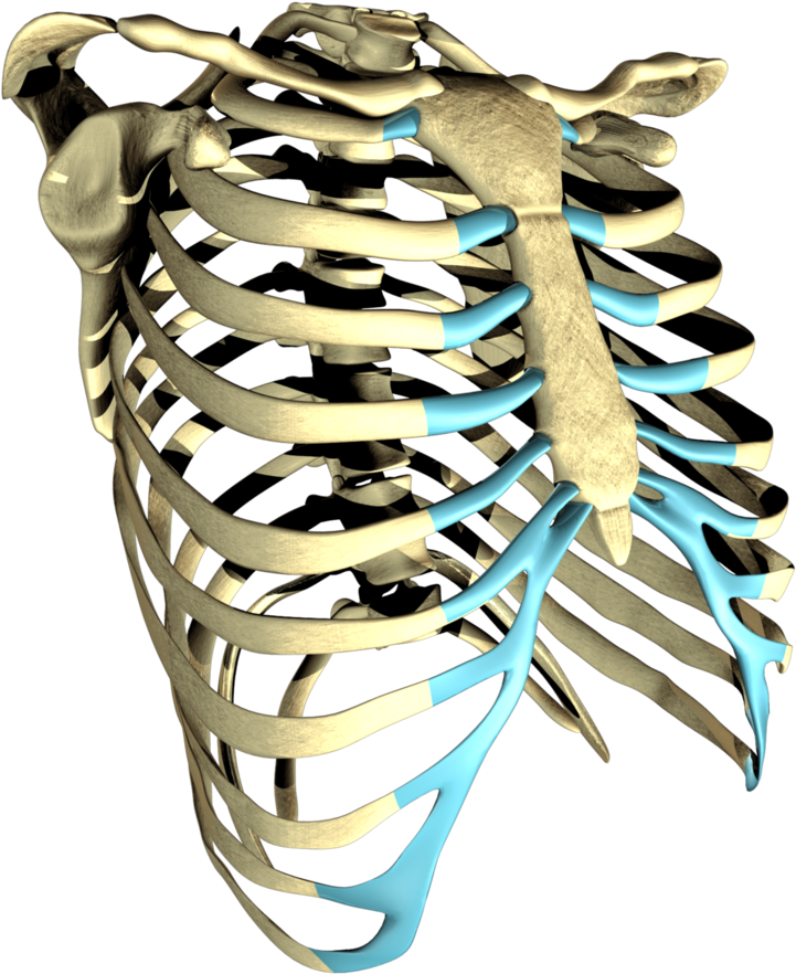 Ribcage Model Still Clipart (1000x1000), Png Download