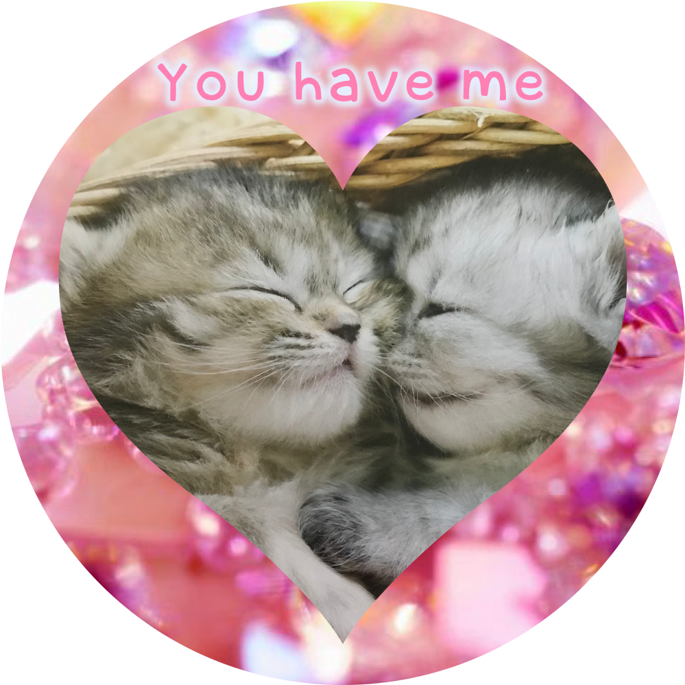 힘찬, 힘내 - 2 Cute Sleeping Kittens Clipart (1050x1050), Png Download