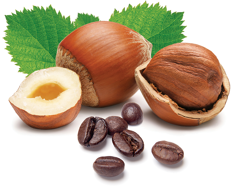 Hazelnut Cafe Nsa - Hazel Nut Clipart (1024x1024), Png Download