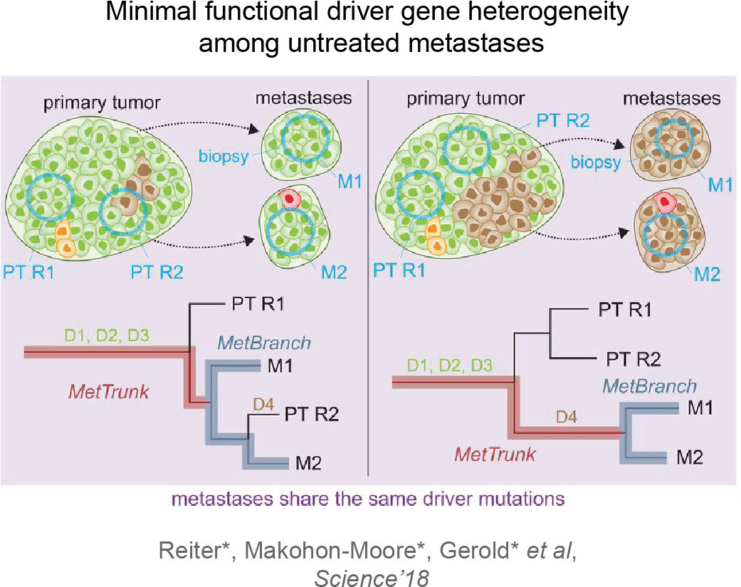 And The Development Of Resistance Against Therapies - Driver Gene Mutation Cancer Clipart (1063x1063), Png Download