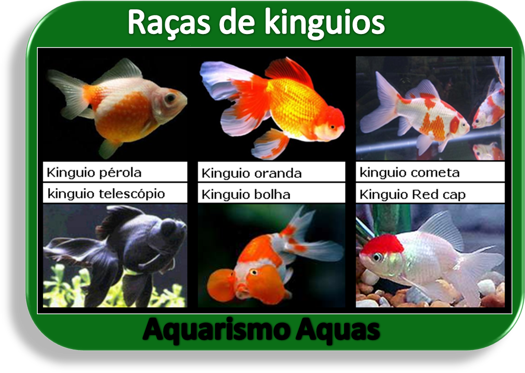 Aquario Agua Doce, Peixe Aquario, Peixe Animais, Sobre - Aquários Com Kinguios Clipart (1089x806), Png Download