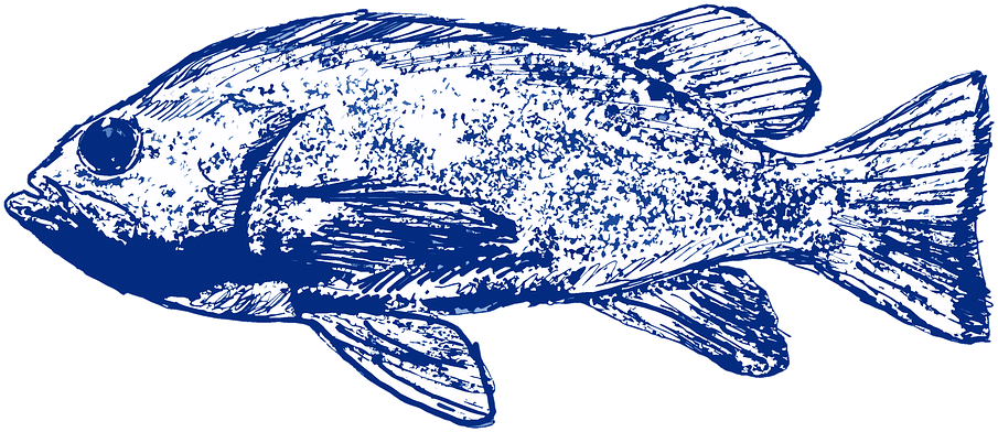 Peixe, Azul, Mar, Água, Natureza, Oceano - Marine Biology Clipart (960x443), Png Download
