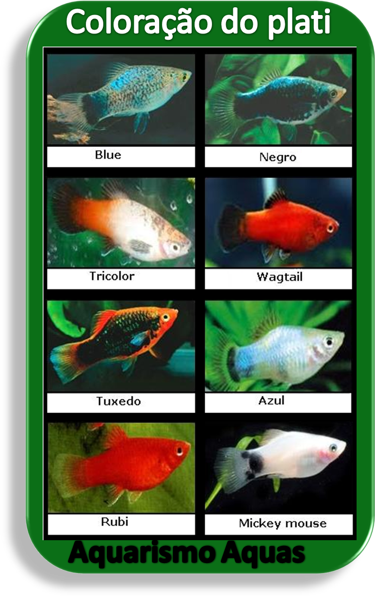Aquario Agua Doce, Peixe Aquario, Peixe Animais, Peixes, - Peixe De Aquario Plati Clipart (781x1267), Png Download