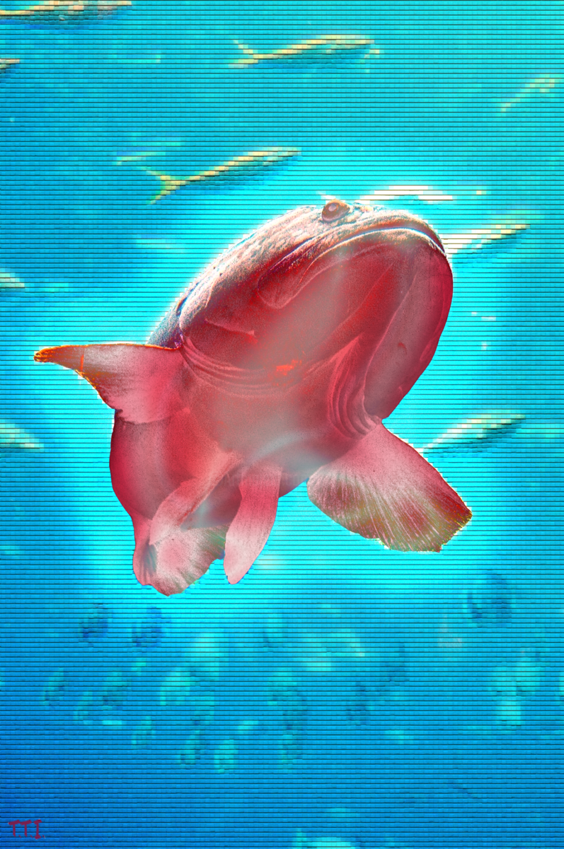 Coral Reef Fish Clipart (797x1200), Png Download