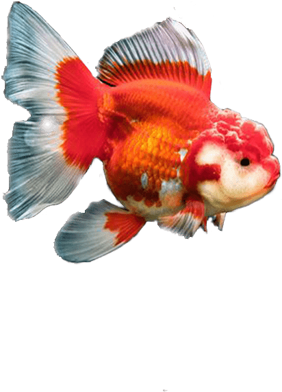 Os Kinguios - Kinguio Macho E Femea Clipart (540x630), Png Download