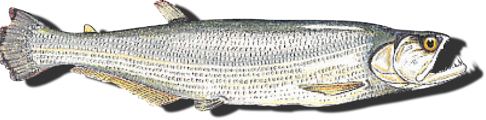 Peixes De Água Doce - Rhaphiodon Vulpinus Clipart (1600x396), Png Download
