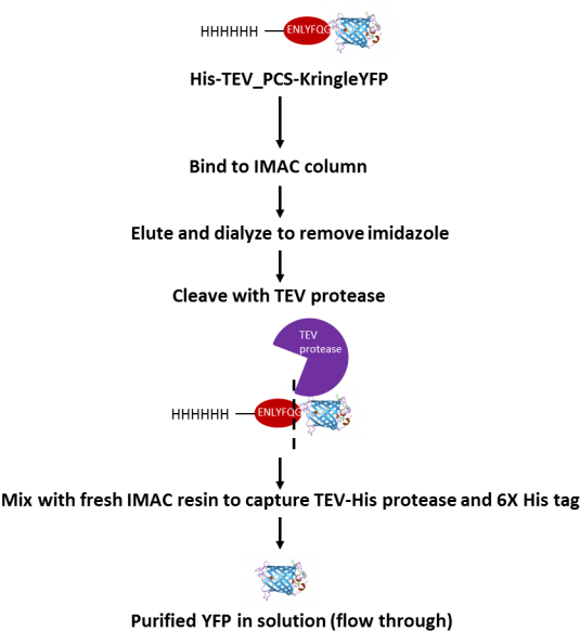 Tev Protease Cleavage Process - His Tag Tev Protease Clipart (600x594), Png Download